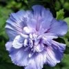 Blue Chiffon® Hibiscus Syriacus - Rose Of Sharon - 4" Pot - Proven Winners 2 Blue Chiffon® Hibiscus Syriacus - Rose Of Sharon - 4" Pot - Proven Winners -Cheap Plants Store bluechiffonnotwood 97959.1615344581