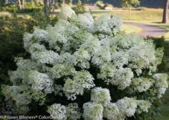 BoBo® Dwarf Hydrangea Bush - Blooms All Summer - Proven Winners - 4" Pot 9 BoBo® Dwarf Hydrangea Bush - Blooms All Summer - Proven Winners - 4" Pot -Cheap Plants Store bobo hydrangea 1681 56959.1636031589