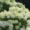 BoBo® Dwarf Hydrangea Bush - Blooms All Summer - Proven Winners - 4" Pot 2 BoBo® Dwarf Hydrangea Bush - Blooms All Summer - Proven Winners - 4" Pot -Cheap Plants Store bobo hydrangea 7 14559.1636031589