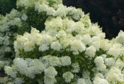 BoBo® Dwarf Hydrangea Bush - Blooms All Summer - Proven Winners - 4" Pot