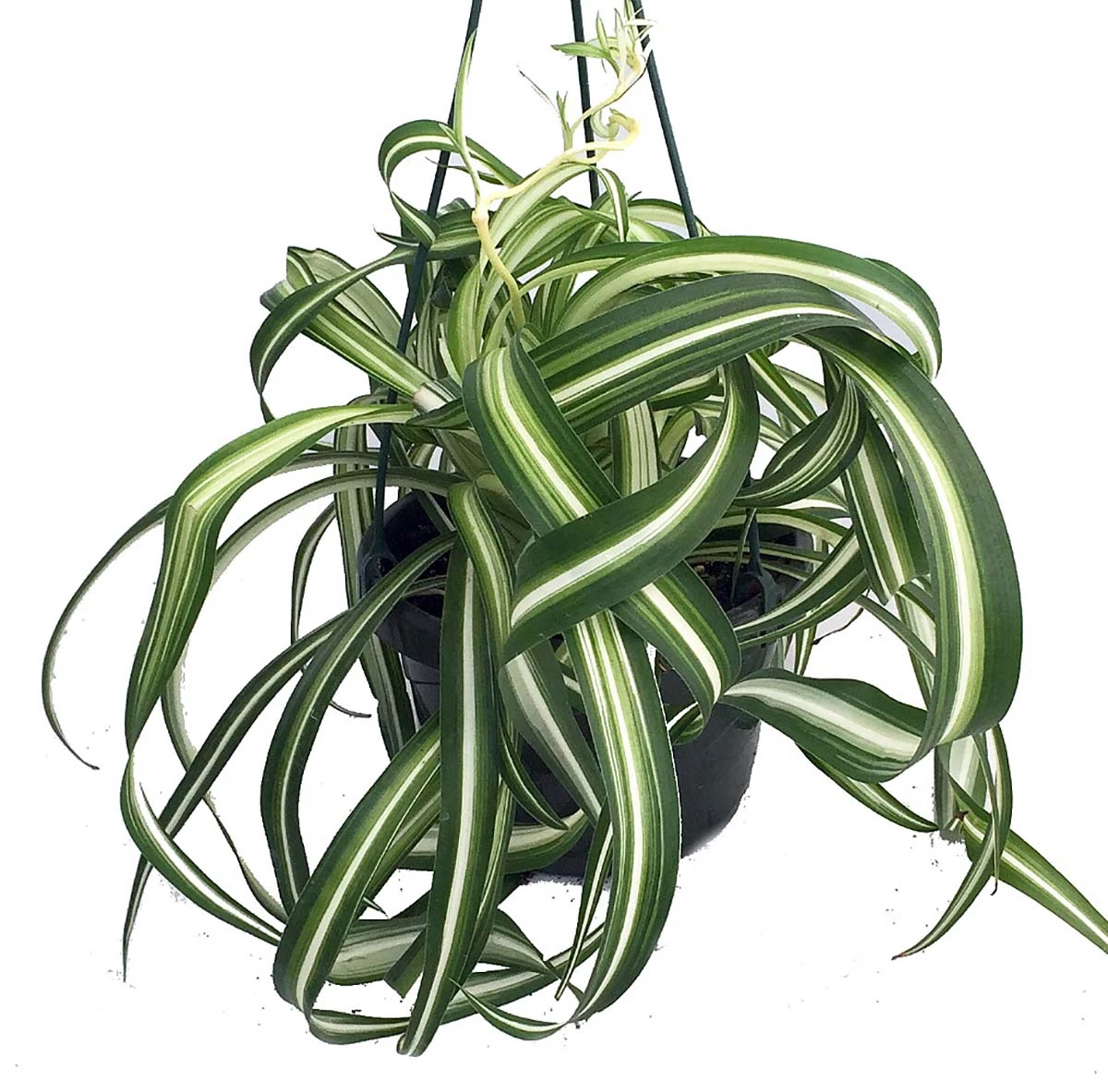 Bonnie Curly Spider Plant - Easy To Grow - Cleans The Air - 6" Hanging Basket 3 Bonnie Curly Spider Plant - Easy To Grow - Cleans The Air - 6" Hanging Basket