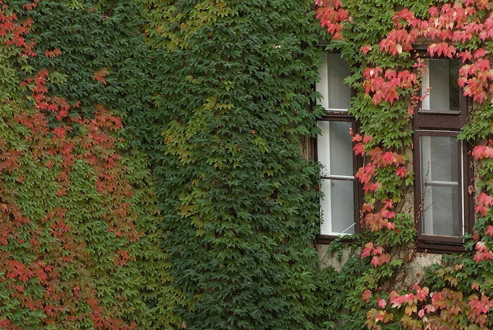 Boston Ivy Plant - Parthenocissus Ticuspidata Veitchii - 2.5" Pot 4 Boston Ivy Plant - Parthenocissus Ticuspidata Veitchii - 2.5" Pot - Image 2