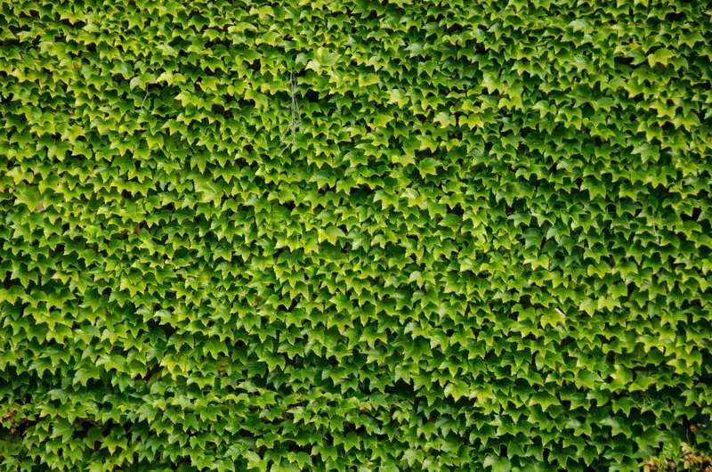 Boston Ivy Plant - Parthenocissus Ticuspidata Veitchii - 2.5" Pot 6 Boston Ivy Plant - Parthenocissus Ticuspidata Veitchii - 2.5" Pot - Image 4