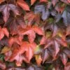 Boston Ivy Plant - Parthenocissus Ticuspidata Veitchii - 2.5" Pot 2 Boston Ivy Plant - Parthenocissus Ticuspidata Veitchii - 2.5" Pot -Cheap Plants Store bostonivy 49956.1615344744
