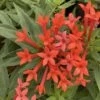 Estrellita- Little Star™- Firecracker Bush - Bouvardia - Proven Winners - 4" Pot 2 Estrellita- Little Star™- Firecracker Bush - Bouvardia - Proven Winners - 4" Pot -Cheap Plants Store bouvardia estrellita little star 1 1080 1080 60 26784.1655476577