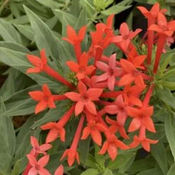 New Arrival 5 Estrellita- Little Starā¢- Firecracker Bush - Bouvardia - Proven Winners - 4" Pot