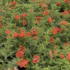 Estrellita- Little Star™- Firecracker Bush - Bouvardia - Proven Winners - 4" Pot 9 Estrellita- Little Star™- Firecracker Bush - Bouvardia - Proven Winners - 4" Pot -Cheap Plants Store bouvardia estrellita little star 2 1080 1080 60 01781.1655476578