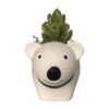Cozy Bear Planter With Variegated Bear Paw Succulent Plant -3" X 5.75" X 3.75" 1 Cozy Bear Planter With Variegated Bear Paw Succulent Plant -3" X 5.75" X 3.75" -Cheap Plants Store bpawplant 15883.1697046605