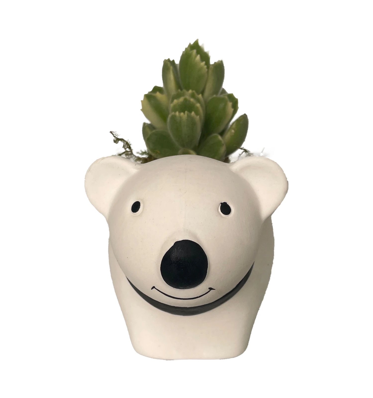 Cozy Bear Planter With Variegated Bear Paw Succulent Plant -3" X 5.75" X 3.75" 3 Cozy Bear Planter With Variegated Bear Paw Succulent Plant -3" X 5.75" X 3.75"