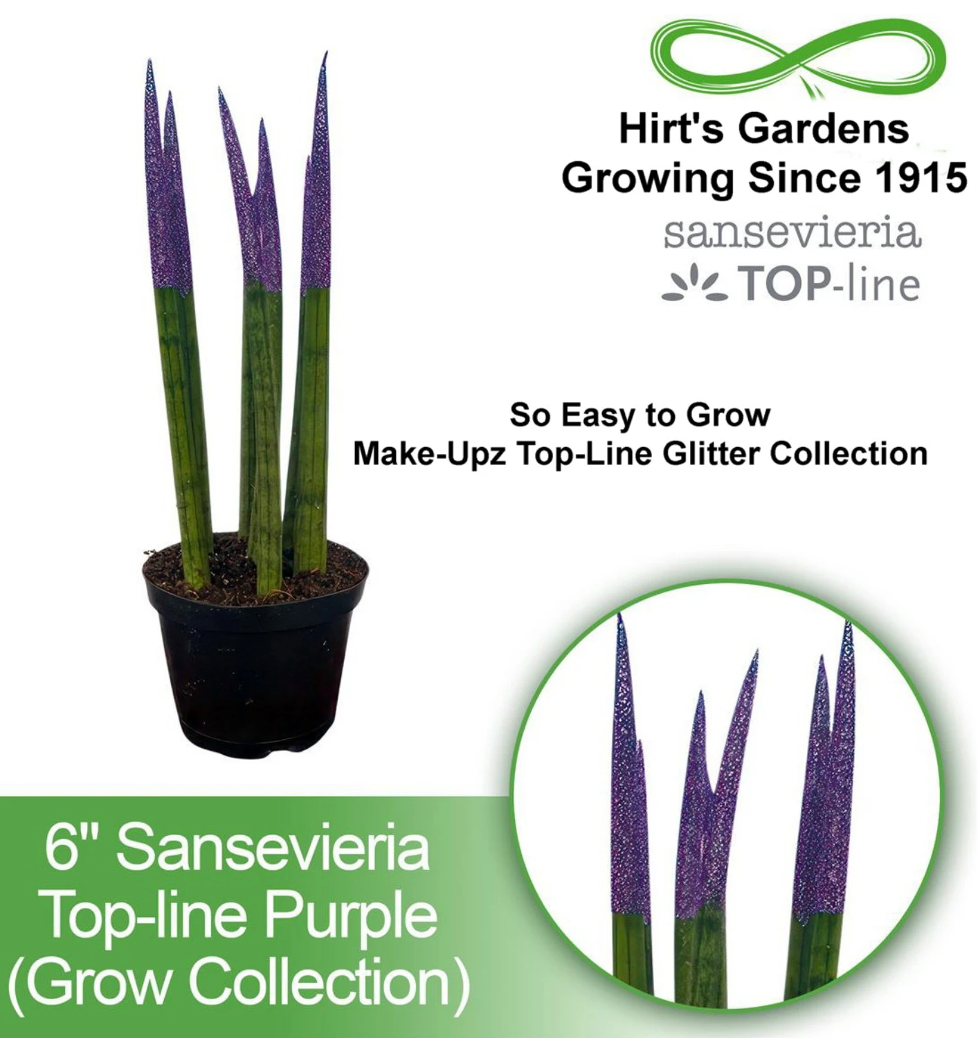 Make-Upz Glitter Purple Bamboo Shoots Snake Plant - Sansevieria - 6" Pot 4 Make-Upz Glitter Purple Bamboo Shoots Snake Plant - Sansevieria - 6" Pot - Image 2