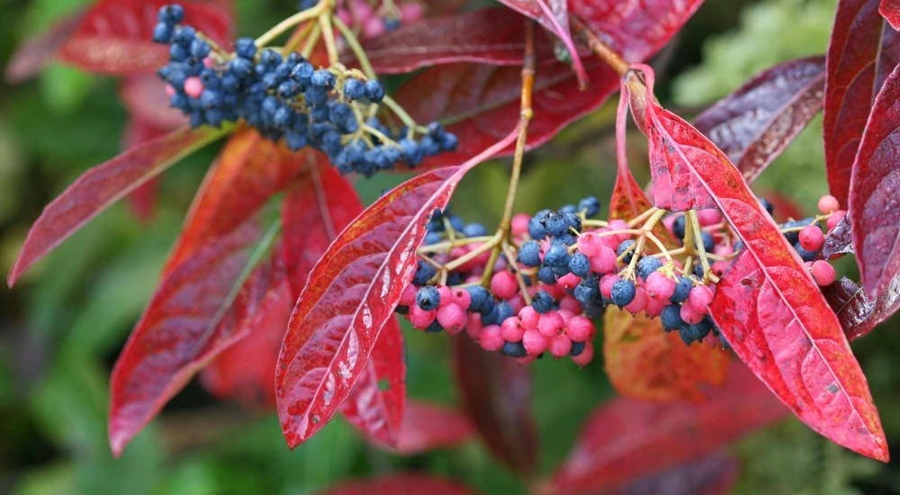 Brandywine™ Viburnum Shrub - Beautiful Berries/Hardy - Proven Winners - 4" Pot 3 Brandywine™ Viburnum Shrub - Beautiful Berries/Hardy - Proven Winners - 4" Pot - Image 2