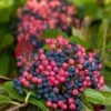 Brandywine™ Viburnum Shrub - Beautiful Berries/Hardy - Proven Winners - 4" Pot 1 Brandywine™ Viburnum Shrub - Beautiful Berries/Hardy - Proven Winners - 4" Pot -Cheap Plants Store brandywine20viburnum20shrub 84534.1615344572