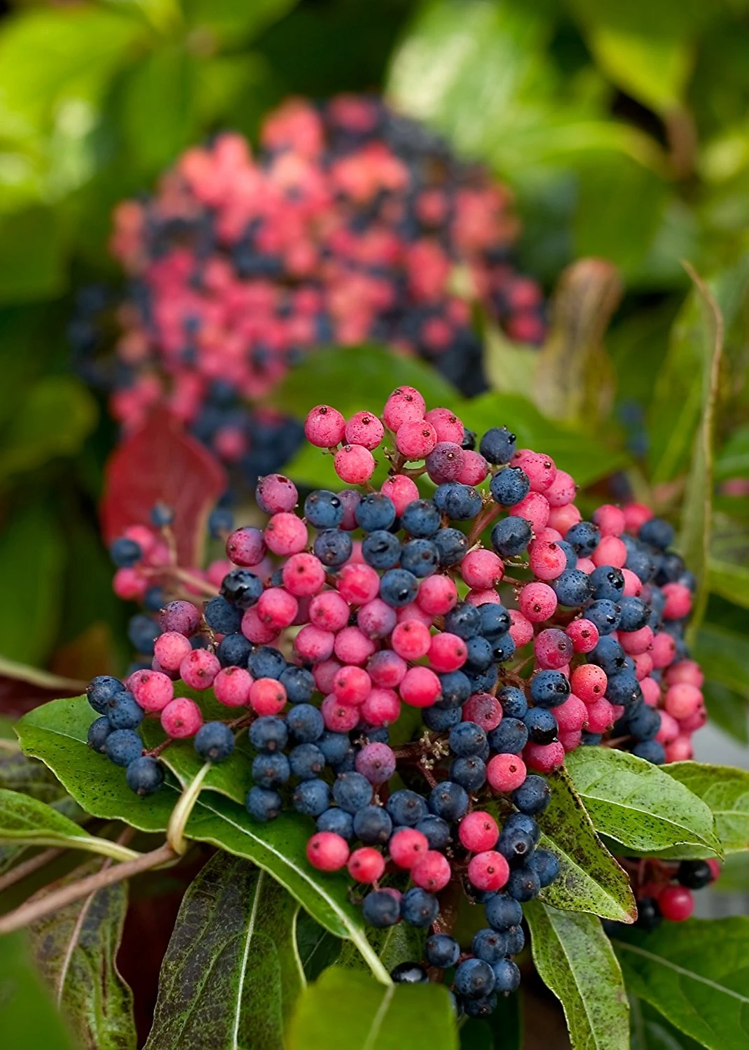 Brandywine™ Viburnum Shrub - Beautiful Berries/Hardy - Proven Winners - 4" Pot 2 Brandywine™ Viburnum Shrub - Beautiful Berries/Hardy - Proven Winners - 4" Pot