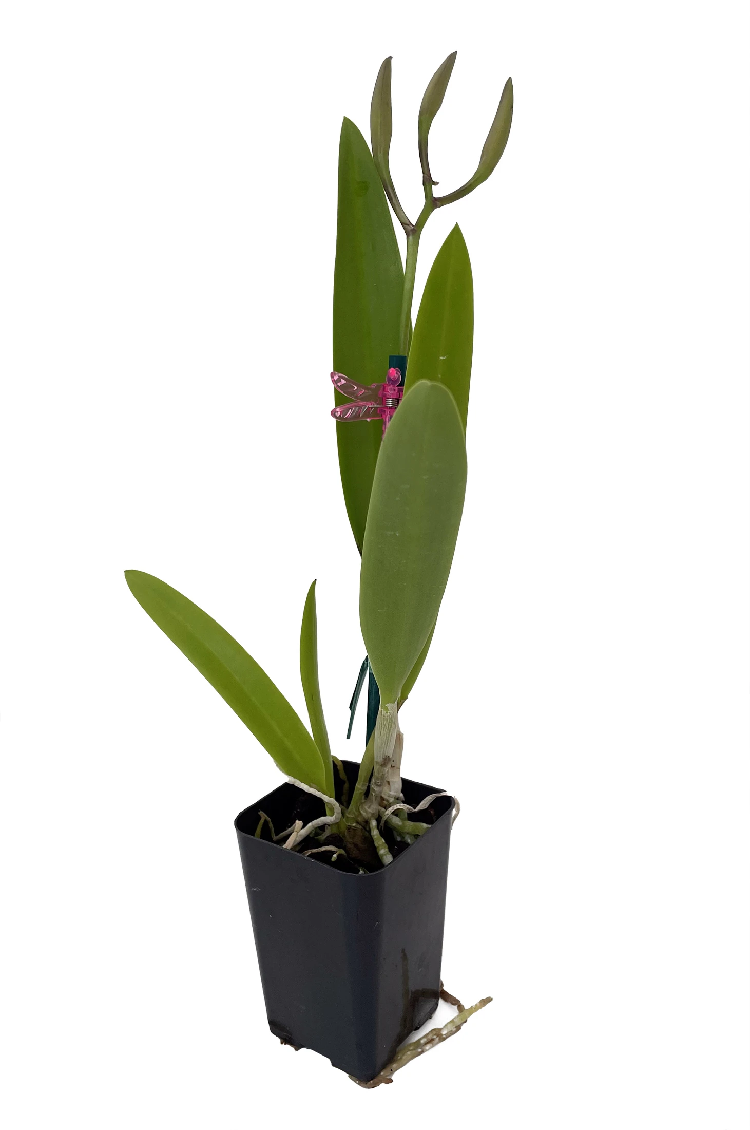 Brassavola Little Stars Orchid - Nodosa X Subulifolia - 2" Pot - Collector Orchids 3 Brassavola Little Stars Orchid - Nodosa X Subulifolia - 2" Pot - Collector Orchids