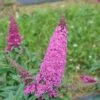 Pugster Pinker™ Butterfly Bush - Buddleia - 4" Pot 1 Pugster Pinker™ Butterfly Bush - Buddleia - 4" Pot -Cheap Plants Store buddleia pugster pinker 1 1080 1080 60 38272.1625760544