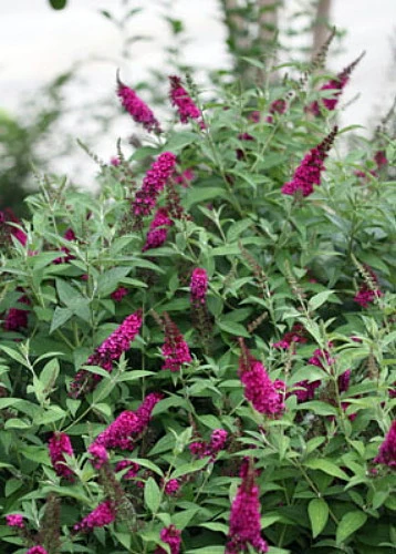 Buddleia X Miss Molly Butterfly Bush - Sangria Red -Proven Winners- 4" Pot 5 Buddleia X Miss Molly Butterfly Bush - Sangria Red -Proven Winners- 4" Pot - Image 3