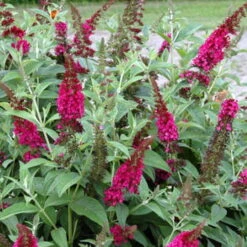 Buddleia X Miss Molly Butterfly Bush - Sangria Red -Proven Winners- 4" Pot 10 Buddleia X Miss Molly Butterfly Bush - Sangria Red -Proven Winners- 4" Pot -Cheap Plants Store buddleiamissmolly4 67523.1615344521