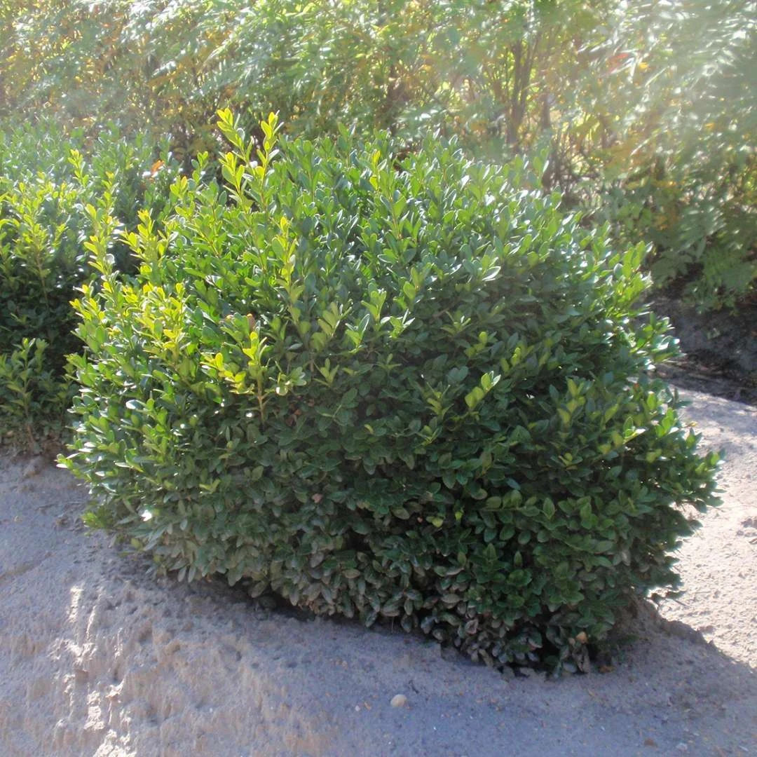 Green Velvet Boxwood - Buxus - Compact Hedge/Shrub/Bonsai - 4" Pot 3 Green Velvet Boxwood - Buxus - Compact Hedge/Shrub/Bonsai - 4" Pot