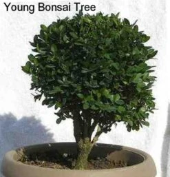 Winter Gem - Buxus - Grows In Sun Or Shade - 4" Pot 11 Winter Gem - Buxus - Grows In Sun Or Shade - 4" Pot -Cheap Plants Store buxusbonsai2 96020.1615344672