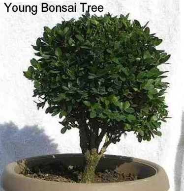 Winter Gem - Buxus - Grows In Sun Or Shade - 4" Pot 7 Winter Gem - Buxus - Grows In Sun Or Shade - 4" Pot - Image 5