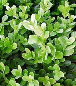 Winter Gem - Buxus - Grows In Sun Or Shade - 4" Pot 8 Winter Gem - Buxus - Grows In Sun Or Shade - 4" Pot -Cheap Plants Store buxusnorthstar1 29716.1615344672