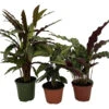 Calathea Assortment - 3 Pack In 4" Pots 1 Calathea Assortment - 3 Pack In 4" Pots -Cheap Plants Store calathcol3 14747.1697493090