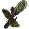 Angela Prayer Plant - Calathea Roseopicta 'Angela' - 4" Pot 2 Angela Prayer Plant - Calathea Roseopicta 'Angela' - 4" Pot -Cheap Plants Store calatheaangela4in 08007.1672687568