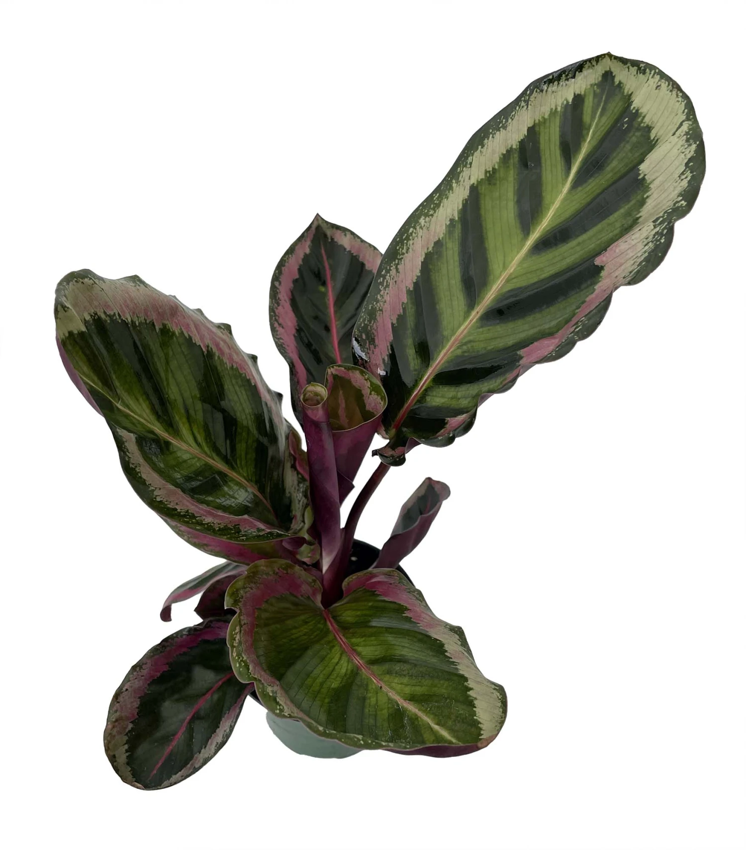 Angela Prayer Plant - Calathea Roseopicta 'Angela' - 4" Pot 3 Angela Prayer Plant - Calathea Roseopicta 'Angela' - 4" Pot