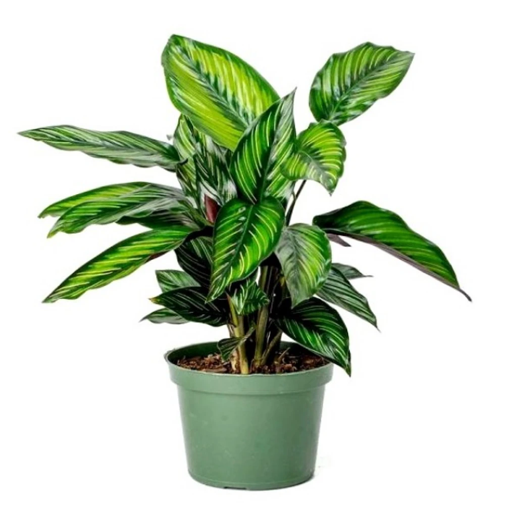 Beauty Star Peacock Plant - Calathea - Easy House Plant - 4" Pot 5 Beauty Star Peacock Plant - Calathea - Easy House Plant - 4" Pot - Image 3