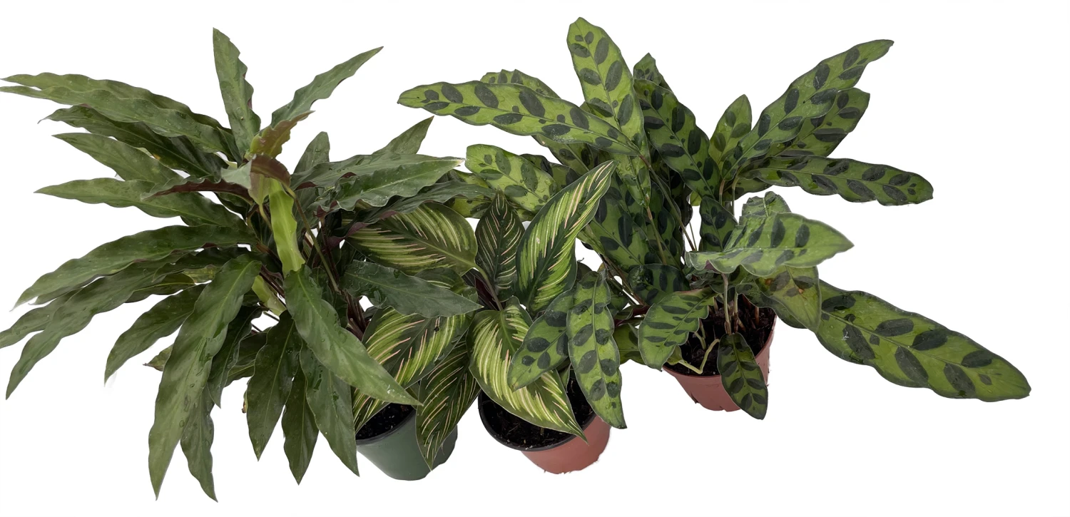 Calathea Assortment - 3 Pack In 4" Pots 4 Calathea Assortment - 3 Pack In 4" Pots - Image 2