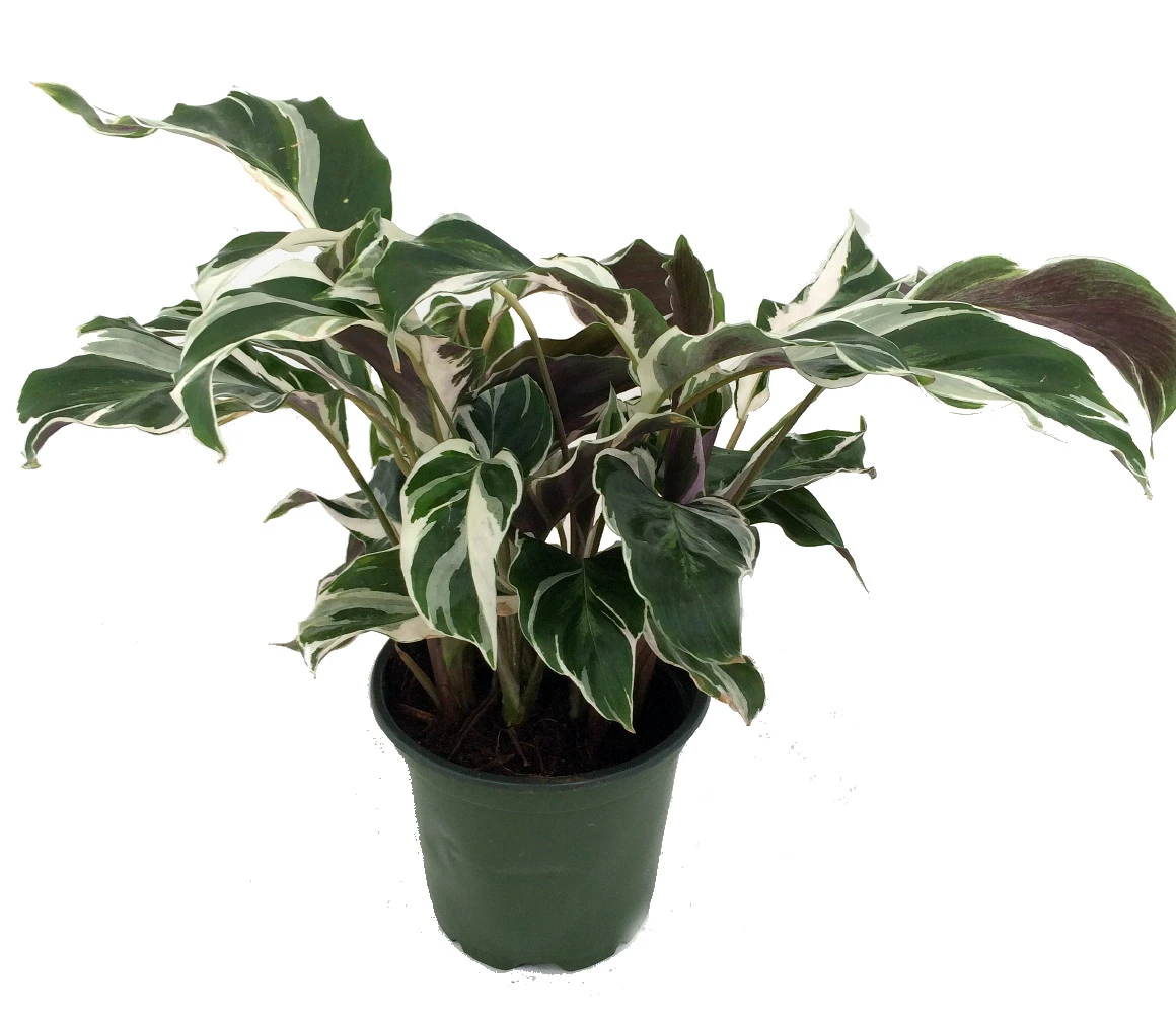 Fusion White Peacock Plant - Calathea - Easy House Plant - 4" Pot 3 Fusion White Peacock Plant - Calathea - Easy House Plant - 4" Pot
