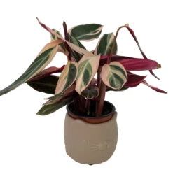 Tan Cat Ceramic Animal Pot - 6" X 4" - NEW 7 Tan Cat Ceramic Animal Pot - 6" X 4" - NEW -Cheap Plants Store catpotplant 45727.1645122697