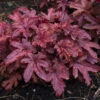 Fun And Games® Red Rover Heucherella - Foamy Bells - Gallon Pot - Shade Lover 2 Fun And Games® Red Rover Heucherella - Foamy Bells - Gallon Pot - Shade Lover -Cheap Plants Store cbellsroverred 19162.1686411747
