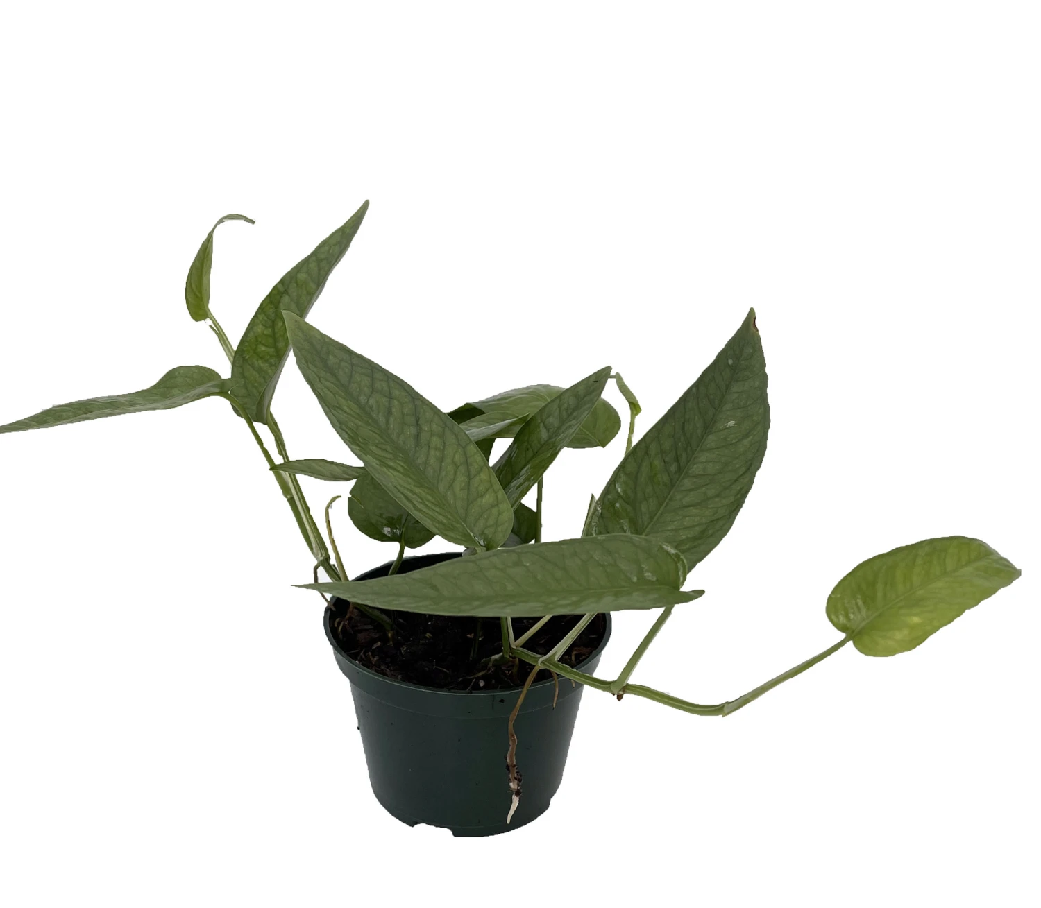 Rare Cebu Blue Pothos - Epipremnum Pinnatum - 4" Pot 3 Rare Cebu Blue Pothos - Epipremnum Pinnatum - 4" Pot