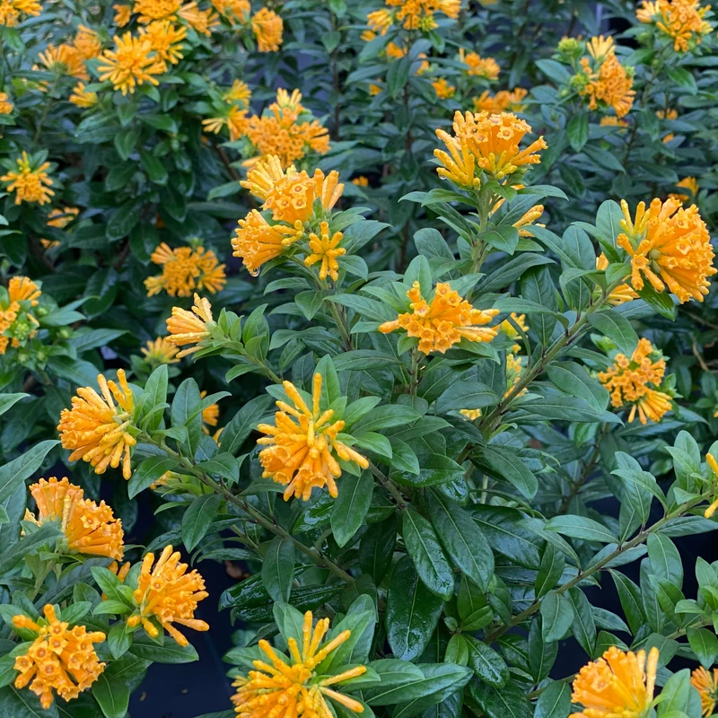 Juiced™ Orange Jessamine - Cestrum Corymbosum - Proven Winners - 4" Pot 4 Juiced™ Orange Jessamine - Cestrum Corymbosum - Proven Winners - 4" Pot - Image 2