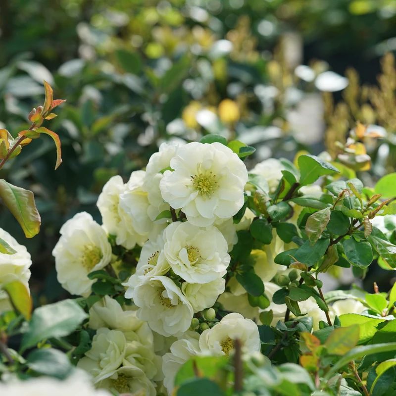 Double Take Eternal White™ - Flowering Quince - Proven Winners - 4" Pot 4 Double Take Eternal White™ - Flowering Quince - Proven Winners - 4" Pot - Image 2