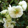 Double Take Eternal White™ - Flowering Quince - Proven Winners - 4" Pot 1 Double Take Eternal White™ - Flowering Quince - Proven Winners - 4" Pot -Cheap Plants Store chaenomeles double take eternal white p1151347 800x800 31635e5 54737.1676398905