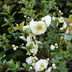 Double Take Eternal White™ - Flowering Quince - Proven Winners - 4" Pot 9 Double Take Eternal White™ - Flowering Quince - Proven Winners - 4" Pot -Cheap Plants Store chaenomeles double take eternal white p1151363 800x800 f92133c 26659.1676398905