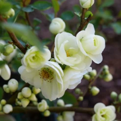 Double Take Eternal White™ - Flowering Quince - Proven Winners - 4" Pot 10 Double Take Eternal White™ - Flowering Quince - Proven Winners - 4" Pot -Cheap Plants Store chaenomeles double take eternal white p1151370 800x800 fbc5f0b 92623.1676398906