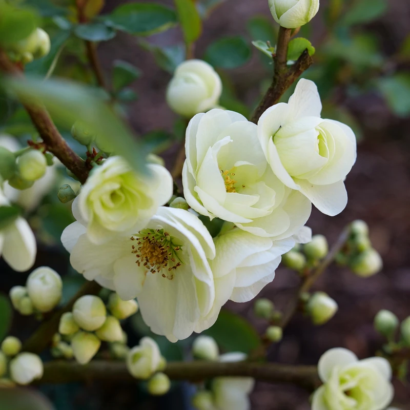 Double Take Eternal White™ - Flowering Quince - Proven Winners - 4" Pot 6 Double Take Eternal White™ - Flowering Quince - Proven Winners - 4" Pot - Image 4