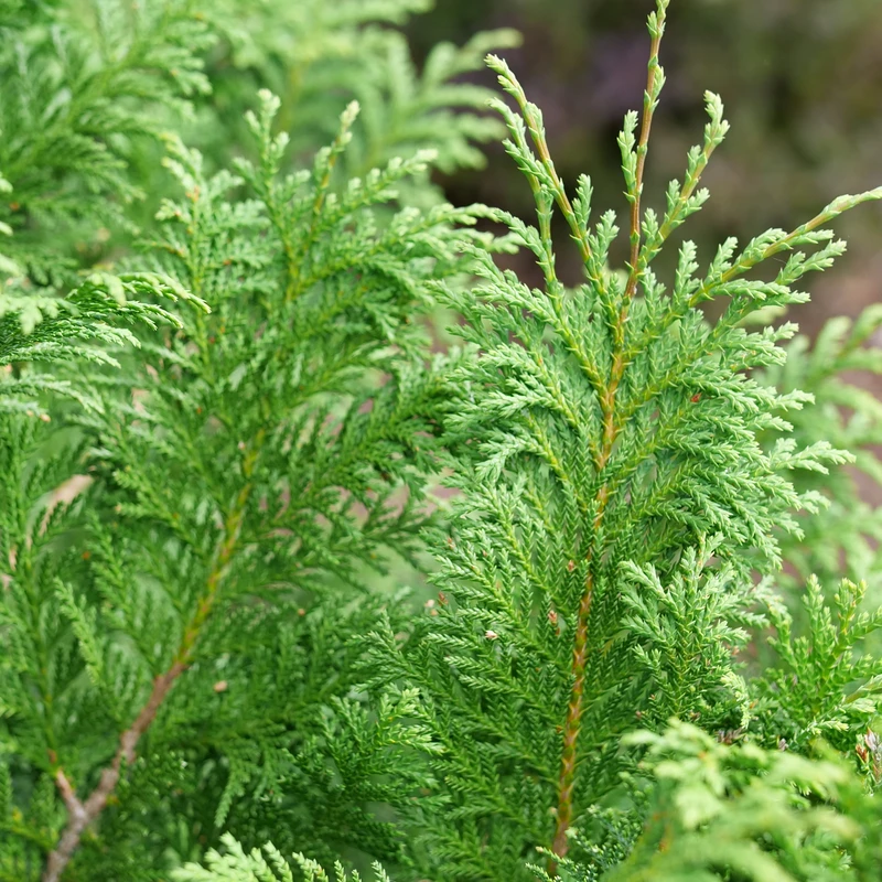 CEDAR RAPIDS™ False Cypress -Chamaecyparis Pisifera - Proven Winners - 4" Pot 4 CEDAR RAPIDS™ False Cypress -Chamaecyparis Pisifera - Proven Winners - 4" Pot - Image 2