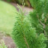 CEDAR RAPIDS™ False Cypress -Chamaecyparis Pisifera - Proven Winners - 4" Pot 1 CEDAR RAPIDS™ False Cypress -Chamaecyparis Pisifera - Proven Winners - 4" Pot -Cheap Plants Store chamaecyparis cedar rapids p1184301 800x800 9fe32e6 39321.1675732055