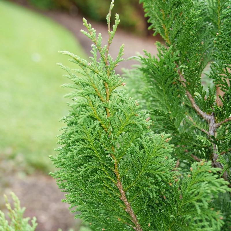 CEDAR RAPIDS™ False Cypress -Chamaecyparis Pisifera - Proven Winners - 4" Pot 3 CEDAR RAPIDS™ False Cypress -Chamaecyparis Pisifera - Proven Winners - 4" Pot