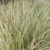 Chameleon Little Bluestem Grass - Schizachyrium Scoparium - Gallon Pot 2 Chameleon Little Bluestem Grass - Schizachyrium Scoparium - Gallon Pot -Cheap Plants Store chameleograss 20656.1692990104