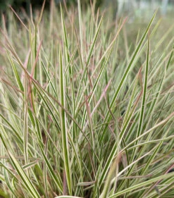 Chameleon Little Bluestem Grass - Schizachyrium Scoparium - Gallon Pot