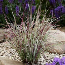 Chameleon Little Bluestem Grass - Schizachyrium Scoparium - Gallon Pot 7 Chameleon Little Bluestem Grass - Schizachyrium Scoparium - Gallon Pot -Cheap Plants Store chamgrass 38771.1692990106