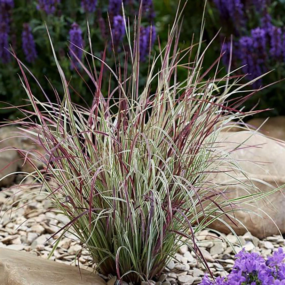 Chameleon Little Bluestem Grass - Schizachyrium Scoparium - Gallon Pot 5 Chameleon Little Bluestem Grass - Schizachyrium Scoparium - Gallon Pot - Image 3