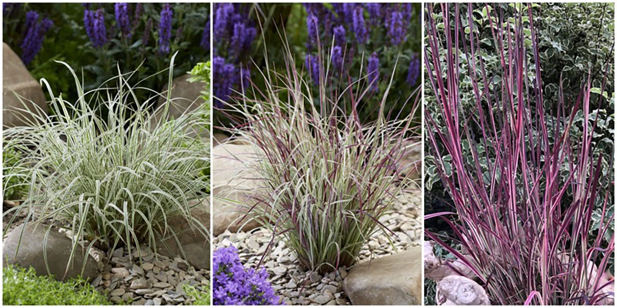 Chameleon Little Bluestem Grass - Schizachyrium Scoparium - Gallon Pot 4 Chameleon Little Bluestem Grass - Schizachyrium Scoparium - Gallon Pot - Image 2