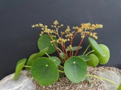 Chinese Money Plant - 4" Mini Hanging Basket - Pilea Peperomioides 7 Chinese Money Plant - 4" Mini Hanging Basket - Pilea Peperomioides -Cheap Plants Store chinesemoneyplant4 46740.1616199456