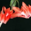 Orange Christmas Cactus Plant - Zygocactus - 6" Pot 1 Orange Christmas Cactus Plant - Zygocactus - 6" Pot -Cheap Plants Store christmascactusorangehr1 31794.1664394748